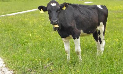 Filiera del pascolo Grün Alpe Pennar